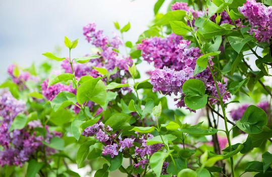 Lilac blooms. A beautiful bunch of lilac closeup.