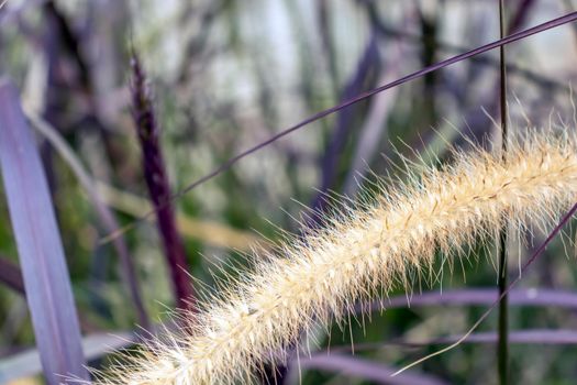 Background A Structure - A Dry Grass