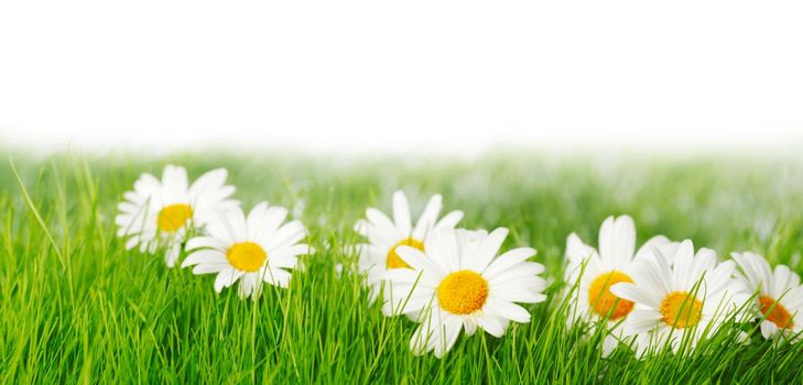 Spring meadow with daisies in grass isolated on white background