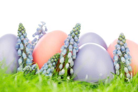 Colorful easter eggs in fresh spring green grass with flowers