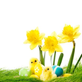 Yellow narcissus Flowers and easter eggs on spring grass background