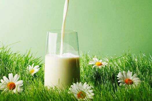 Pouring milk in a glass standing on flower field, green background