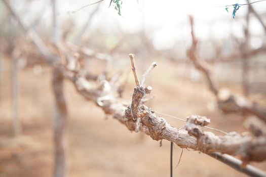 growing grape fruit plant tree in vineyard farm. viticulture orchard