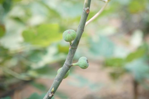 fig fruit plant tree growing in farm orchard