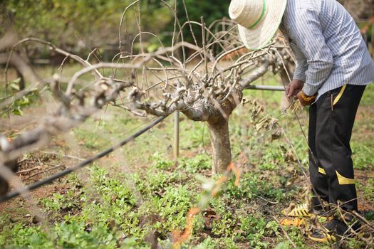 mulberry fruit plant tree growing in farm orchard