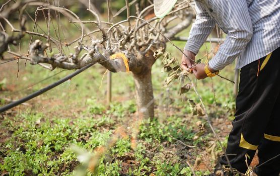 mulberry fruit plant tree growing in farm orchard