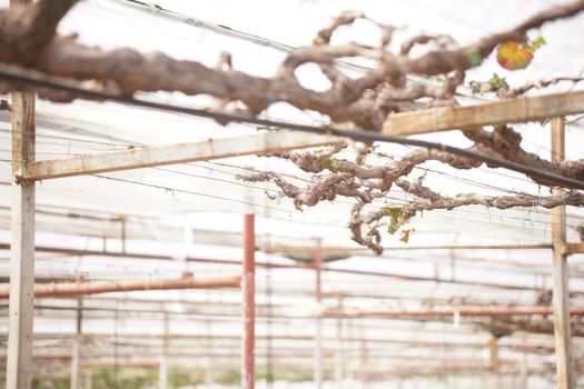 grape fruit plant tree growing in vineyard farm. viticulture orchard