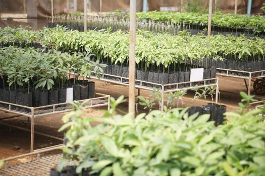 grafted avocado fruit plant tree grafting in nursery house. avocados propagation