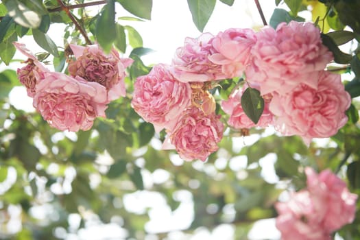 blooming rose flower in bloom in garden park