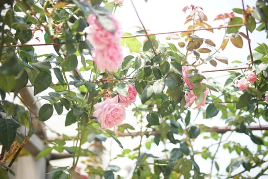 blooming rose flower in bloom in garden park