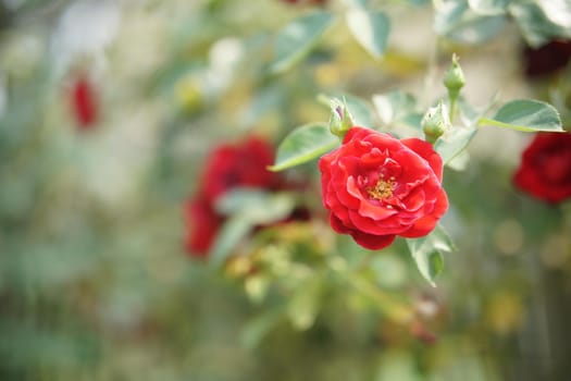 blooming rose flower in bloom in garden park