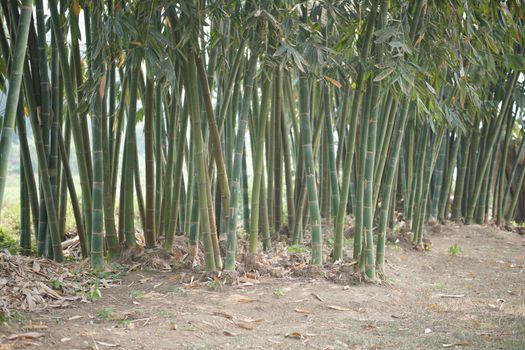 lush Taiwan bamboo in garden forest park