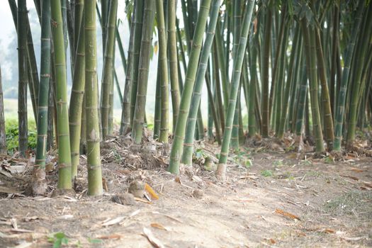 lush Taiwan bamboo in garden forest park