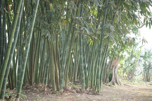 lush Taiwan bamboo in garden forest park