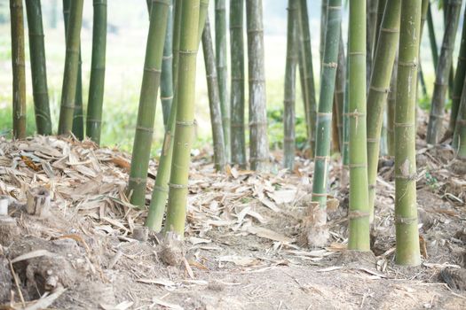lush Taiwan bamboo in garden forest park