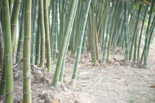 lush Taiwan bamboo in garden forest park