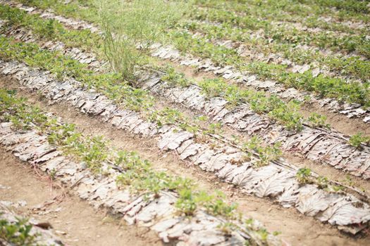 strawberry fruit plant growing in field farm. strawberries plantation