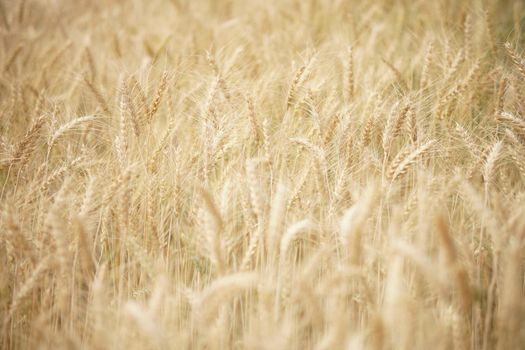 yellow wheat barley rice growing in paddy field in farmland