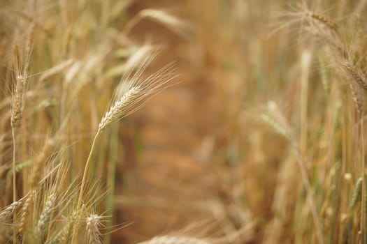 yellow wheat barley rice growing in paddy field in farmland