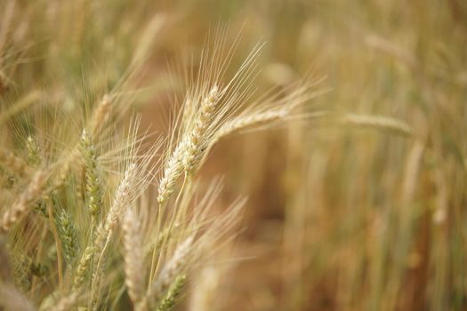 yellow wheat barley rice growing in paddy field in farmland