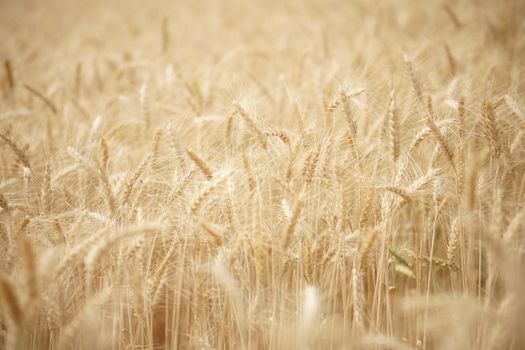 yellow wheat barley rice growing in paddy field in farmland