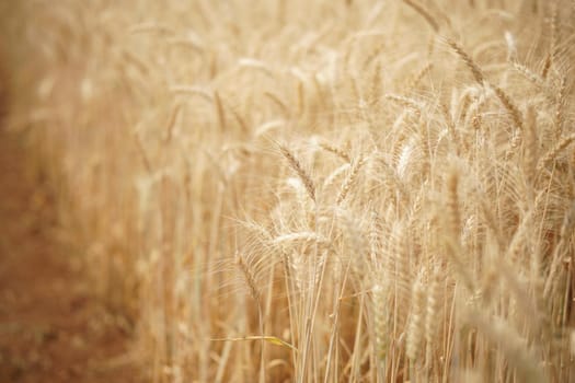 yellow wheat barley rice growing in paddy field in farmland