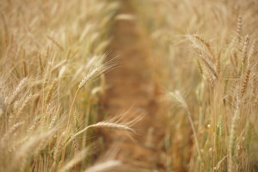 yellow wheat barley rice growing in paddy field in farmland