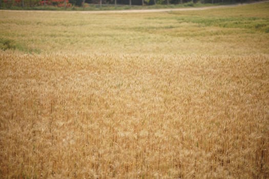 yellow wheat barley rice growing in paddy field in farmland