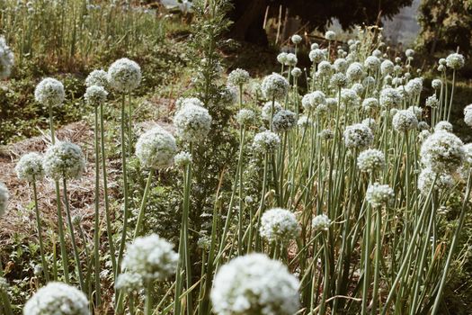 Allium shallot onion garlic chives scallion leek flower growing in field garden