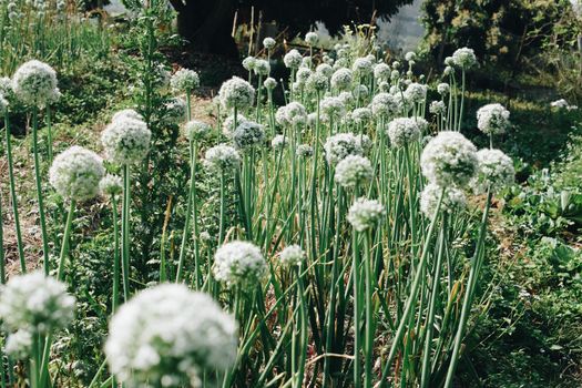 Allium shallot onion garlic chives scallion leek flower growing in field garden