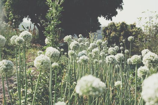 Allium shallot onion garlic chives scallion leek flower growing in field garden