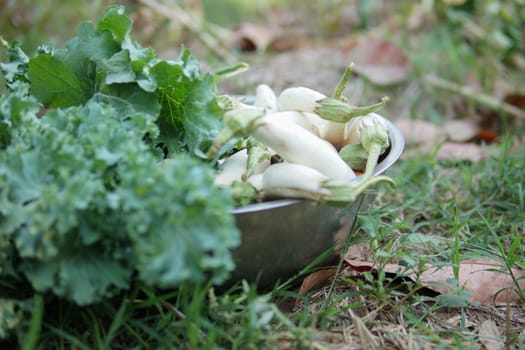 fresh white radish vegetable in bowl on ground. radishes harvesting from garden