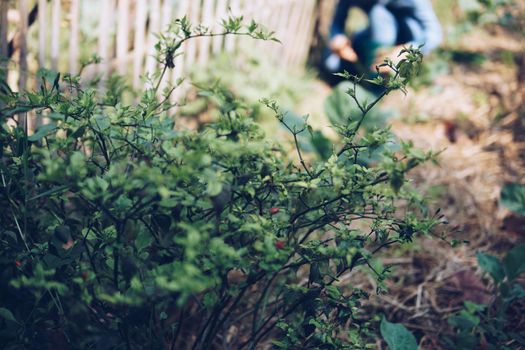 chili plant growing in garden with background of farmer harvesting vegetable from farm