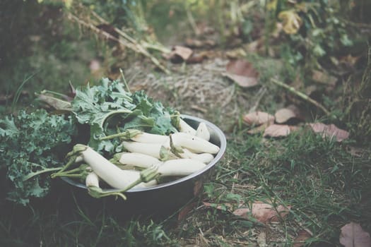 fresh white radish vegetable in bowl on ground. radishes harvesting from garden