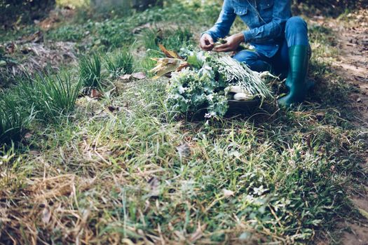 farmer picking harvesting chives vegetable from garden farm