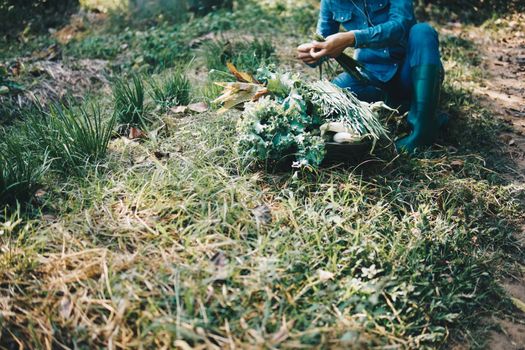 farmer picking harvesting chives vegetable from garden farm