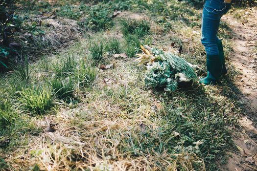 farmer picking harvesting chives vegetable from garden farm