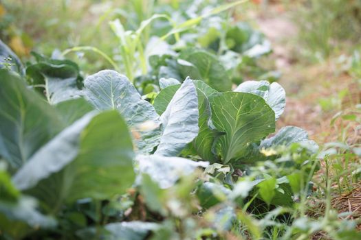 organic vegetable plant growing in garden farm. food plantation