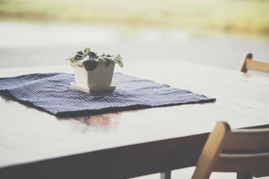 green plant leaves in ceramic pot decorating in dining table on patio