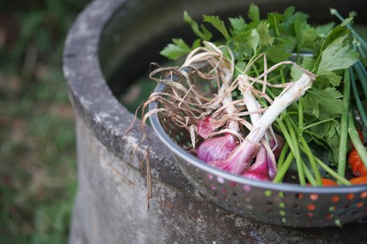 shallot celery tomatoes vegetable harvesting from garden farm