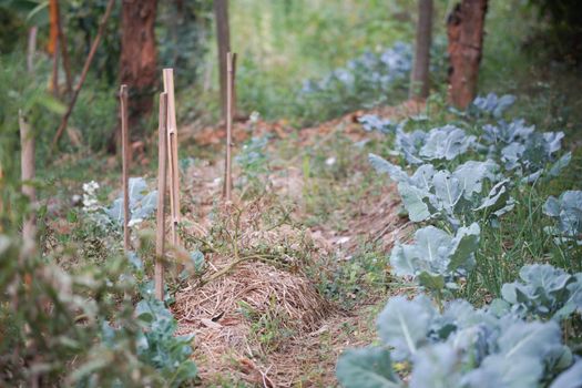 vegetable plant growing in garden farm. food plantation