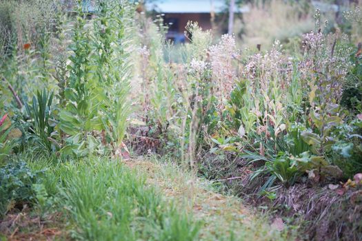 lettuce vegetable growing in garden farm for collecting seeds