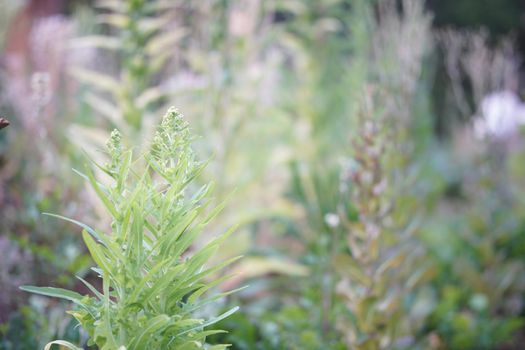lettuce vegetable growing in garden farm for collecting seeds
