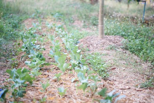 vegetable plant growing in garden farm. food plantation