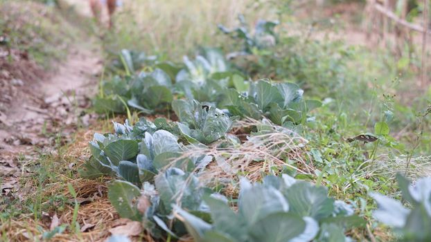 vegetable plant growing in garden farm. food plantation
