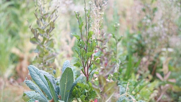 lettuce vegetable growing in garden farm for collecting seeds