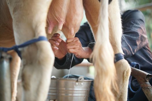cow teat being milked in dairy farm. milking of cattle in cowshed