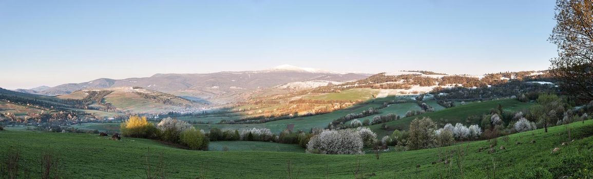 Spring landscape panorama with blooming trees and the remains of snow on the green grass. Sunny day in mountain landscape. Carpathian, Ukraine, Europe. Beauty world concept.