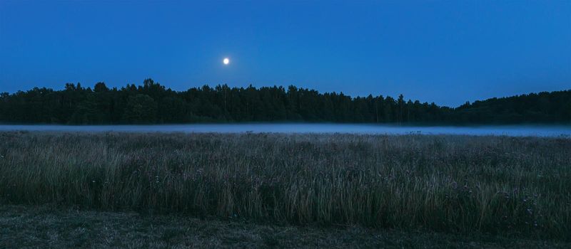 Night view of the forest shrouded in fog with a full moon