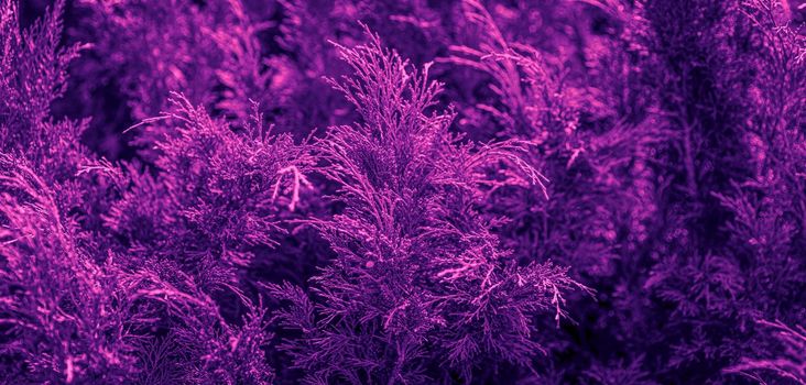 Plant with neon glow. Juniper tree texture background in trendy neon colors. Juniper branch pattern backdrop close up.